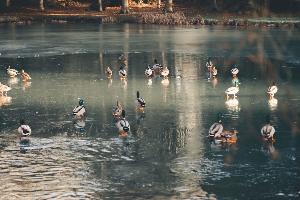 Ducks on ice at the Wroxton Abbey in Banbury